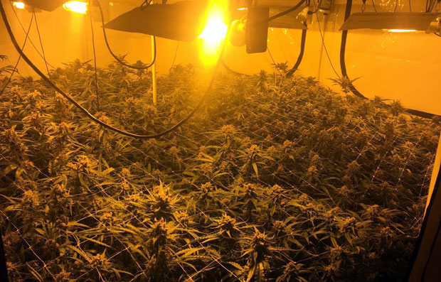 УЗГАЈАЛИ 200 КИЛОГРАМА МАРИХУАНЕ: Ухапшена двојица Београђана код Лајковца (ФОТО)
