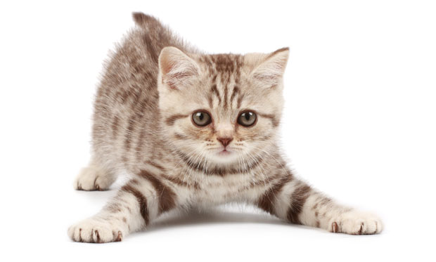 НАУЧНИЦИ ТВРДЕ: Мачке имају одлично сећање 