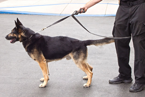 Ровињ:Полицијски пас нашао више од пола килограма марихуане