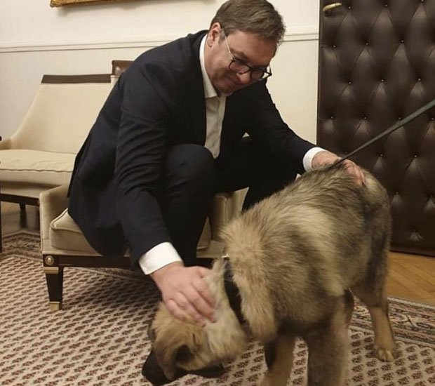 Вучићу честитке, икона, торта и шарпланинац