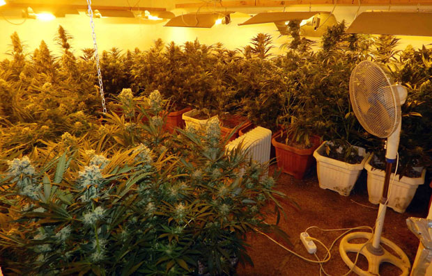 АКЦИЈА ПОЛИЦИЈЕ: Откривена лабораторија за узгој марихунае, заплењено 110 килограма дроге (ФОТО+ВИДЕО)