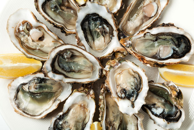 Хрвати фекалним водама уништили малостонску шкољку? 