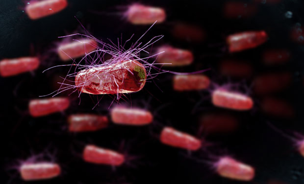 Ешерихија коли: Добра хигијена права превентива