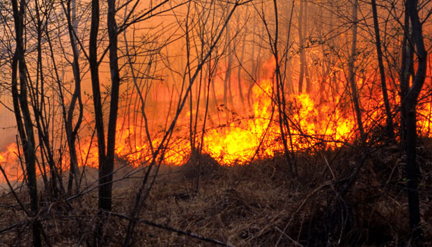 ПОЖАР У ЗВЕЧАНУ: Ватра захватила пет хектара шуме