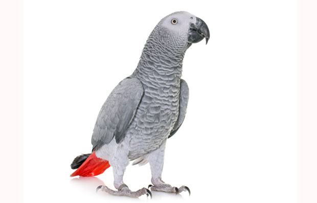 НЕВЕРОВАТНО: Папагај се вратио после 4 године, прича шпански