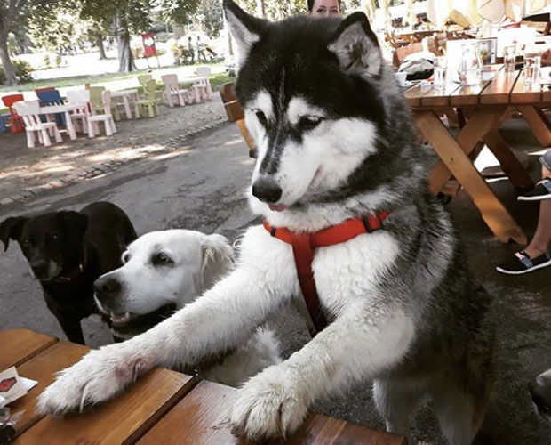 5 најчешћих проблема у понашању паса 