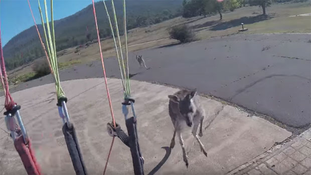 Нервозни кенгур кренуо да налупа параглајдисту (ВИДЕО) 