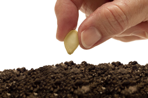 Ускоро ће српско семе клијати и у Африци?