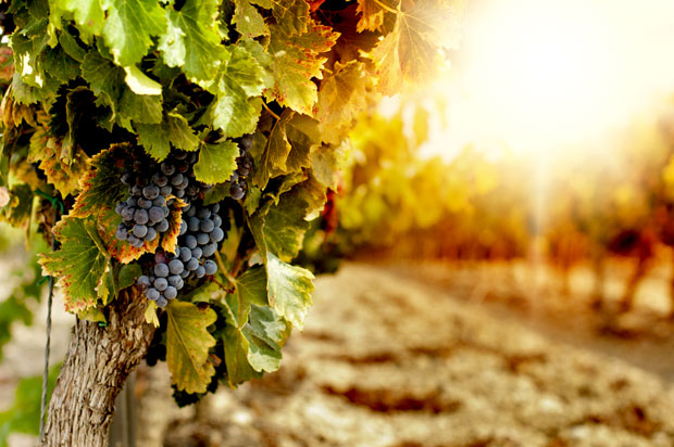 Најскупље вино на свету пије се на кашичицу