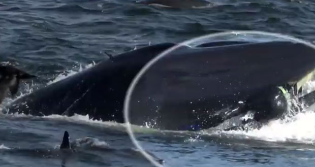 ОДЈЕДНОМ СЕ СВЕ ЗАМРАЧИЛО: Рониоца изненада прогутао кит (ВИДЕО)