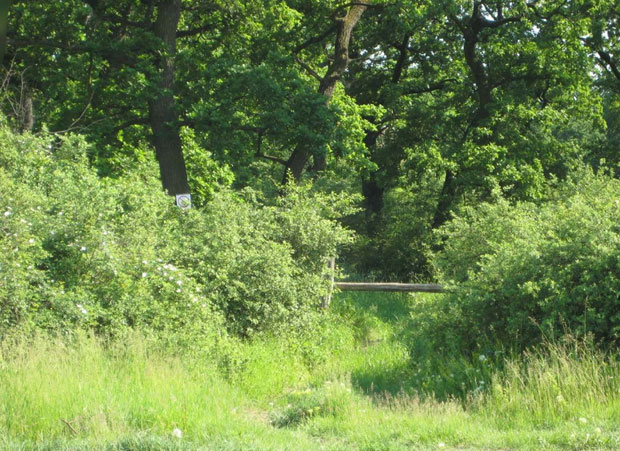 ЖИТЕЉИ БЕЧМЕНA УЗНЕМИРЕНИ: Посекли им седам хектара храстових стабала да би засадили младице?