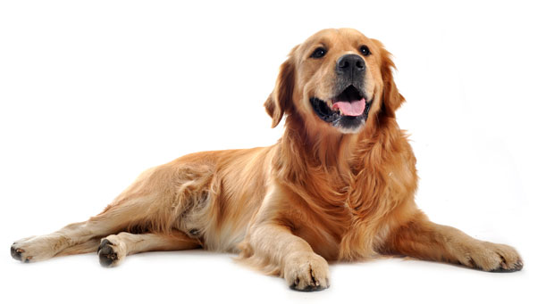 РЕСОЦИЈАЛИЗАЦИЈА У КАЗНЕНО-ПОПРАВНОМ ЗАВОДУ: Осуђеници дресирају псе, о љубави према њима пишу, рецитују