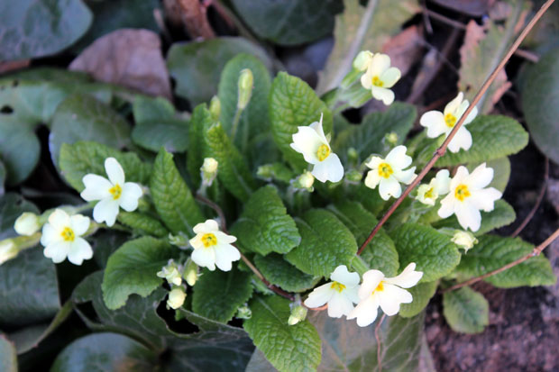  Процветала јагорчевина крај Мораве