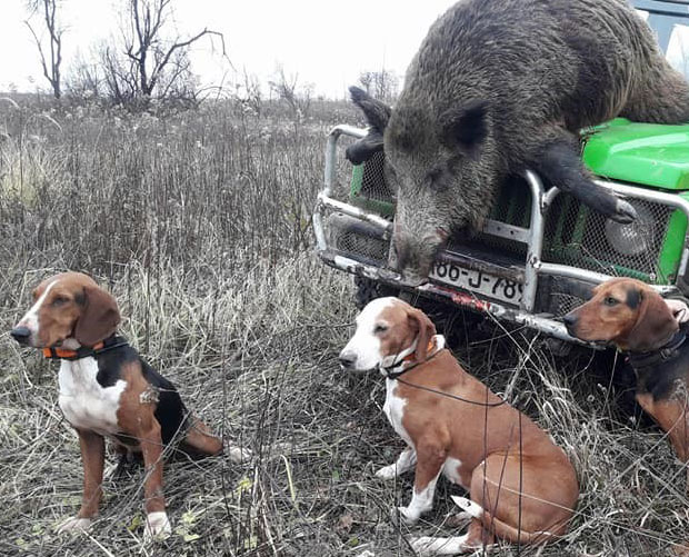 Ванредни одстрел дивљих свиња!