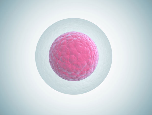 Кријумчарио живи људски ембрион