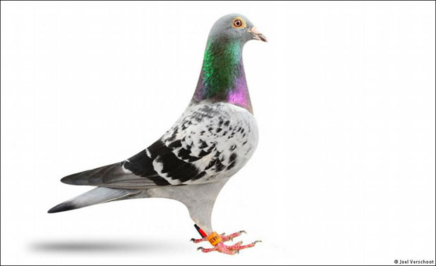 Најбржи голуб на свету кошта милион и 252.000 евра (ВИДЕО)