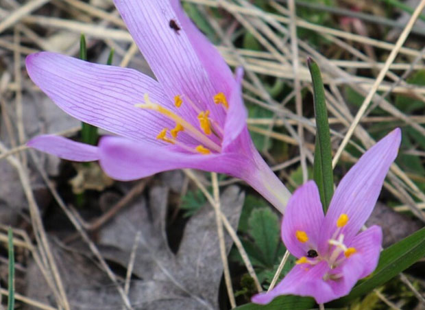 Суша проредила шафрањику