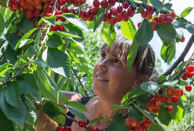 Трешња јача задругу