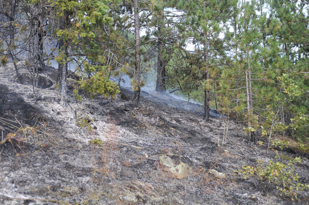 Гори борова шума у студеничком крају