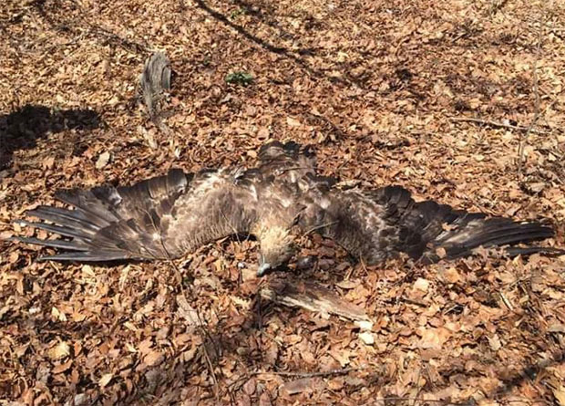 НЕЧУВЕН ЕКОЛОШКИ ЗЛОЧИН: Отровано два одсто сурих орлова 