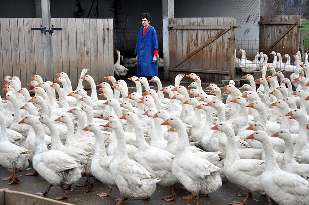 Профит од гусака, а помоћи ниоткуда