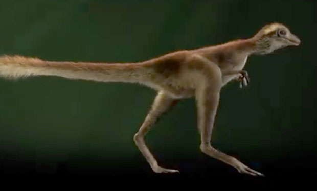 БЕЗОПАСАН ИЗГЛЕД БЕБЕ Т-РЕКСА: Младунче месождера личило је на пуфнастог птића (ВИДЕО)