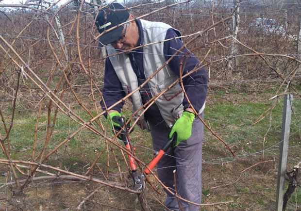 ЛЕЛИЋ ВРАЋА ЗАСАДЕ ЛОЗЕ: На обронцима Повлена каберне и мерло рађа као чичак 