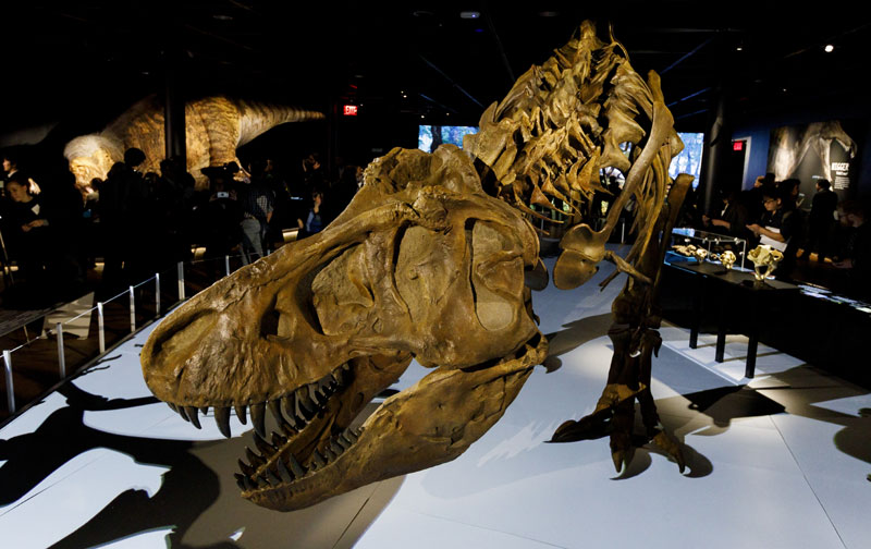 Ризница фосила преосталих од астероида који је истребио диносаурусе