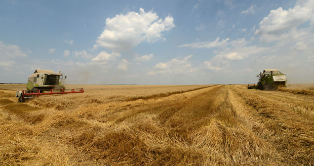 Простран: Пшеницу угрожава недостатак влаге у земљи, ране кајсије и трешње уништио мраз
