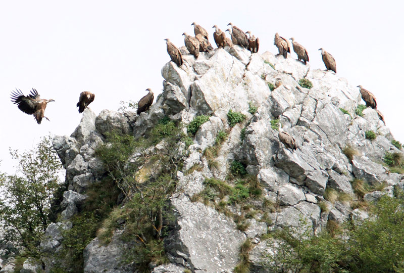 Очување лешинара ујединило регион