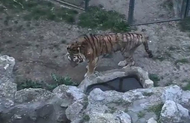Сибирски тигар стар и болестан