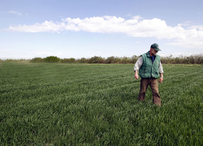 Пролећна суша умањује род