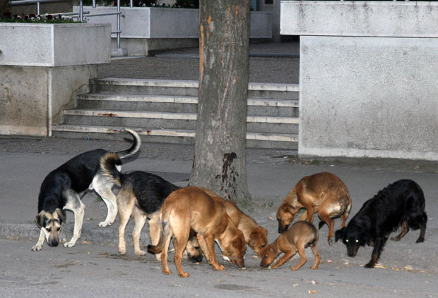 Чопор паса изуједао нишког маратонца
