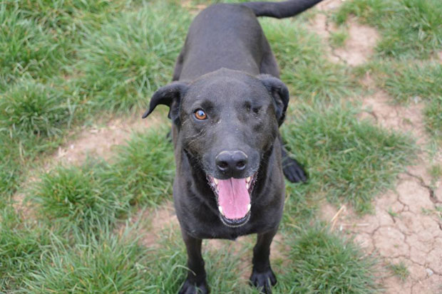 Помозите да се нађе Станко – награда налазачу 500 евра! (ФОТО)