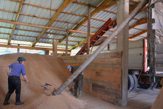 Лидери у Медвеђи: Радисављевићима пуни амбари кукуруза и овса