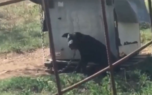 КОД ЛЕСКОВЦА НИЧУ НОВИ ЛОГОРИ ЗА ПСЕ: У њима их муче, накардно укрштају, раде им горе ствари од борби, а штенце на интернету продају за 20 евра(ВИДЕО)