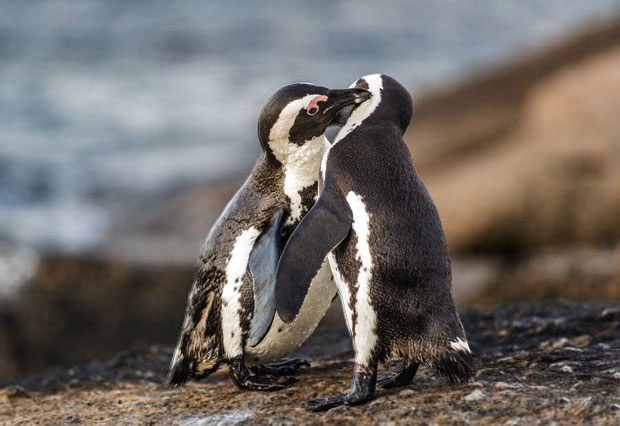 Хајде да о љубави учимо од пингвина 