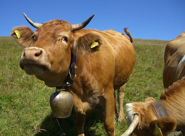 Баварска звона звоне – краве „победиле“ на суду