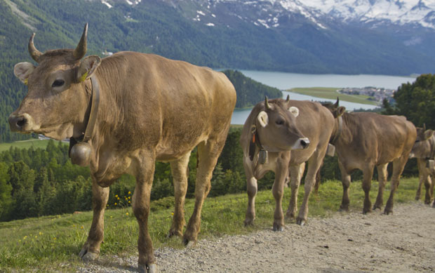 Баварска звона звоне - краве „победиле на суду