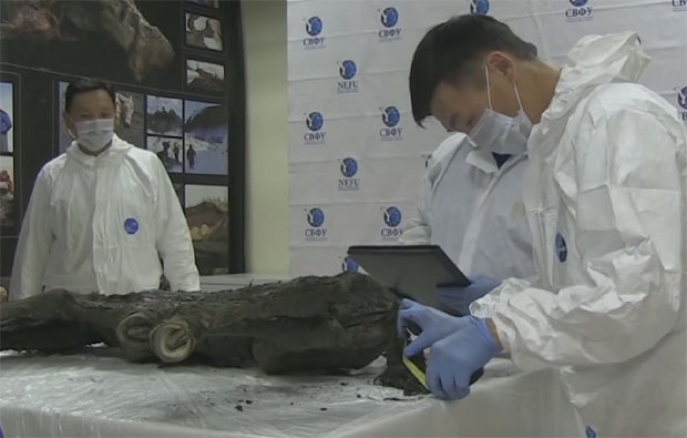 Ово је тек почетак: Научници оживљавају животињу стару 42.000 година (ВИДЕО)