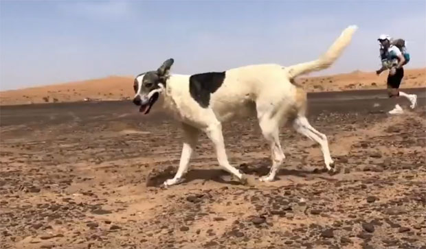 Пас Кактус херојски истрчао 160 километара преко Сахаре (ВИДЕО)