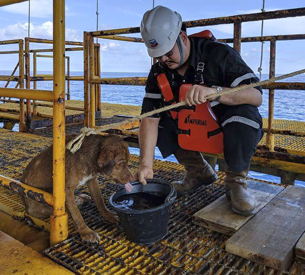 Пас пливао у мору 220 километара од обале (ФОТО / ВИДЕО)