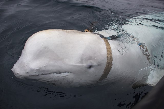 Норвешки рибари пронашли руског војног кита (ВИДЕО)