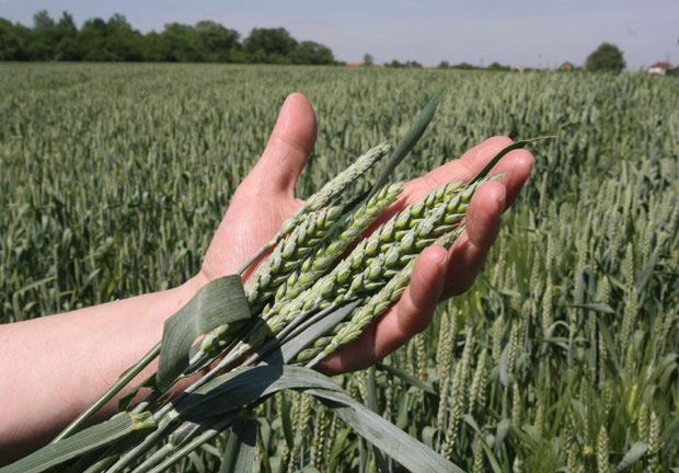 Ратарима на руке око 7,5 милијарди
