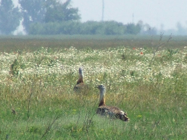 Мокрин: Већи пашњак за велику дропљу