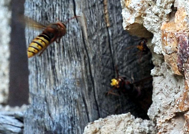 Најезда стршљенова у Бањалуци