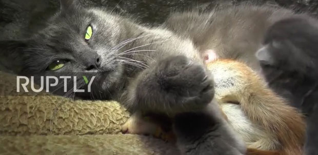 ПРИЗОР КОЈИ ТОПИ СРЦЕ: Мачка усвојила напуштене веверице (ВИДЕО)