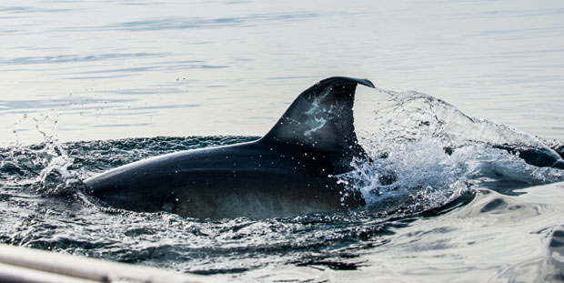 У Јадранском мору нема ајкула опасних за људе