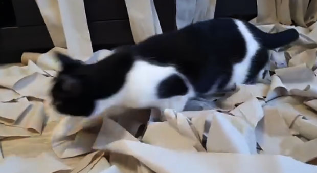 НЕОПИСИВА СРЕЋА: Шта се догоди када пустите мачку у собу пуну тоалет папира (ВИДЕО)