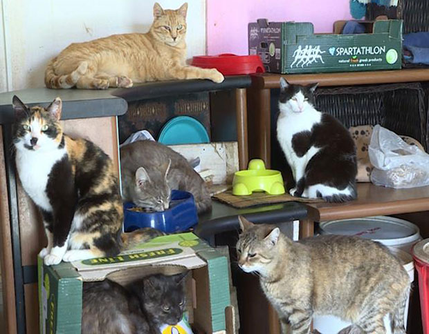 Рај за мачке у азилу Зенка